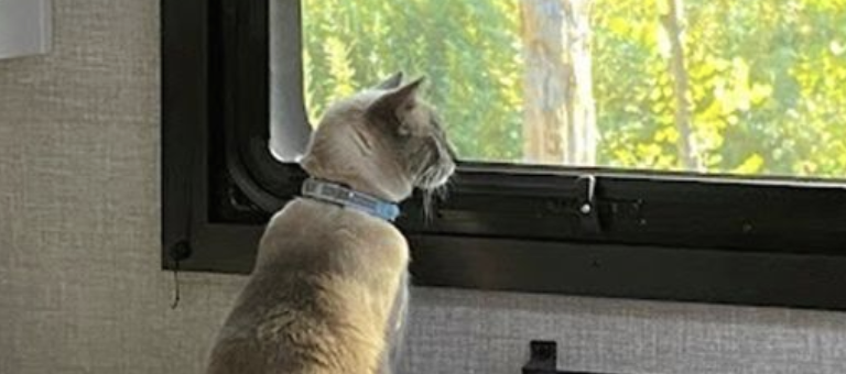 Cat Travels 900 Miles Alone to Arrive at California Home